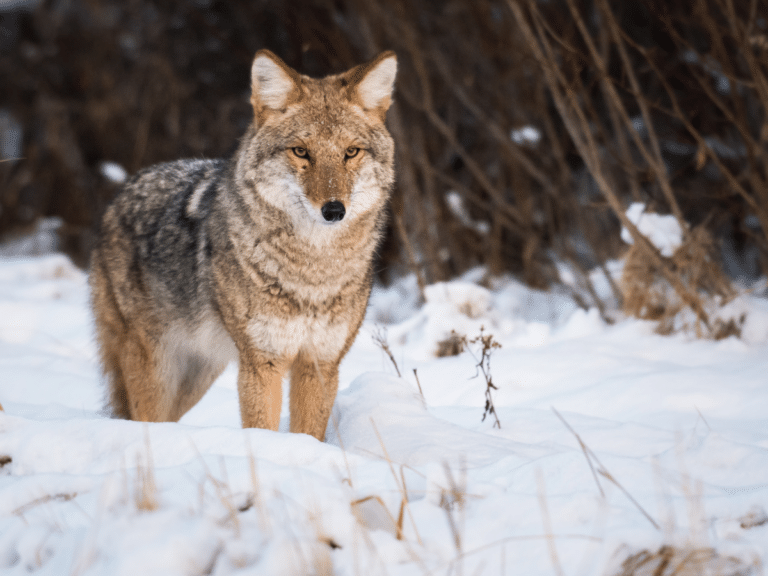 What To Do If A Coyote Shows Up In Your Neck Of The Woods