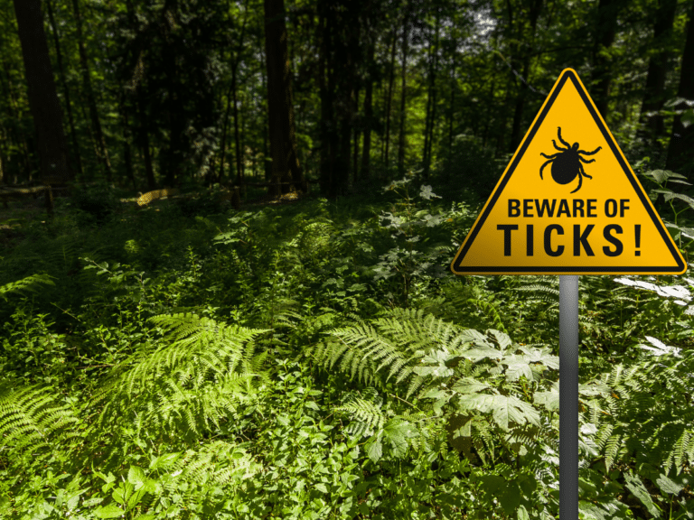 What Are Ticks And How Do We Get Rid Of Them?